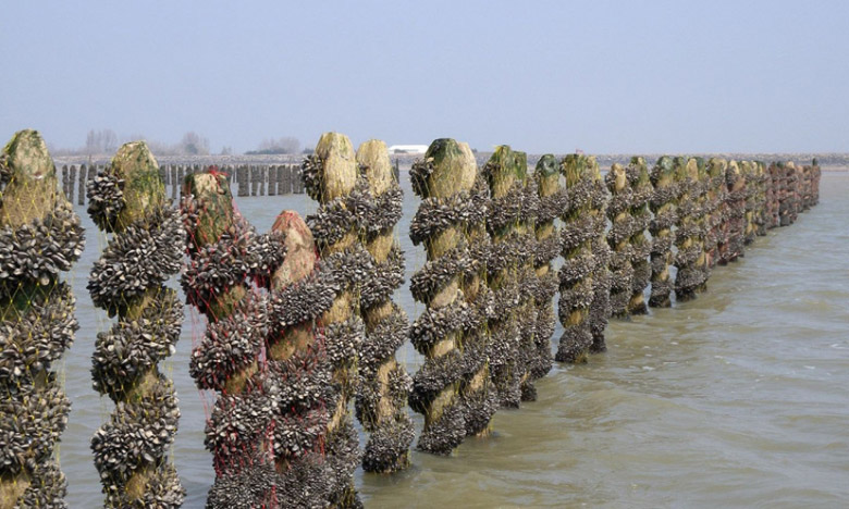 Maroc - Japon : coopération avancée en matière de culture des coquillages