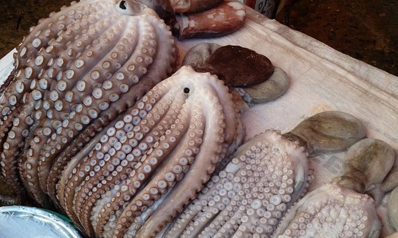 La pêche au poulpe interdite sur l’ensemble du littoral jusqu'au 31 mai